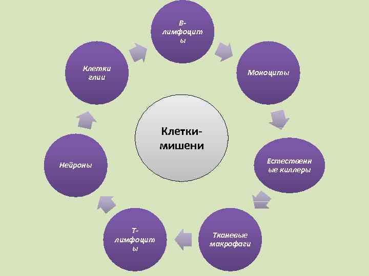 Влимфоцит ы Клетки глии Моноциты Клеткимишени Естественн ые киллеры Нейроны Тлимфоцит ы Тканевые макрофаги