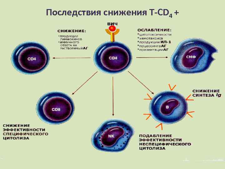 Последствия снижения Т-CD 4 + 