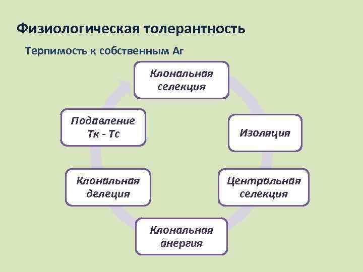 Физиологическая толерантность Терпимость к собственным Аг Клональная селекция Подавление Тк - Тс Изоляция Центральная