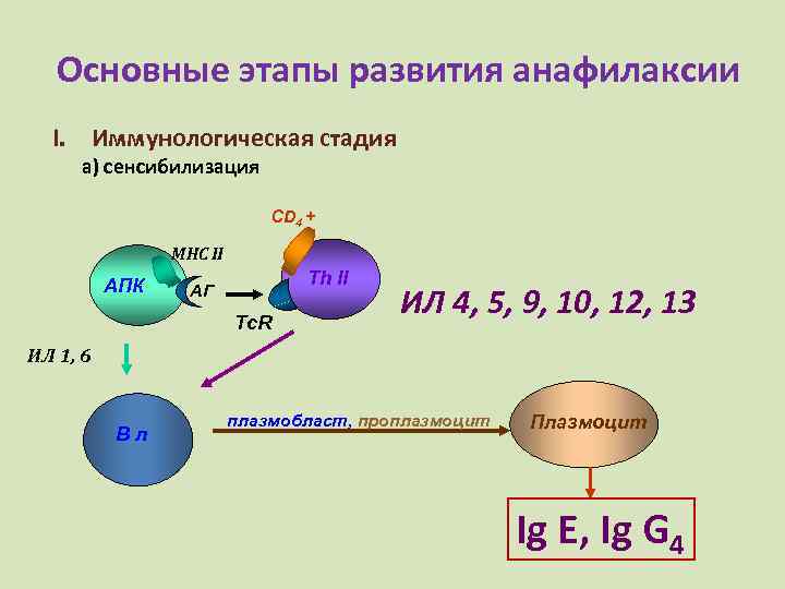 Основные этапы развития анафилаксии I. Иммунологическая стадия а) сенсибилизация CD 4 + MHC II