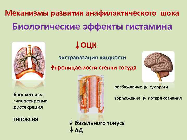 Механизмы развития анафилактического шока Биологические эффекты гистамина ОЦК экстравазация жидкости проницаемости стенки сосуда возбуждение
