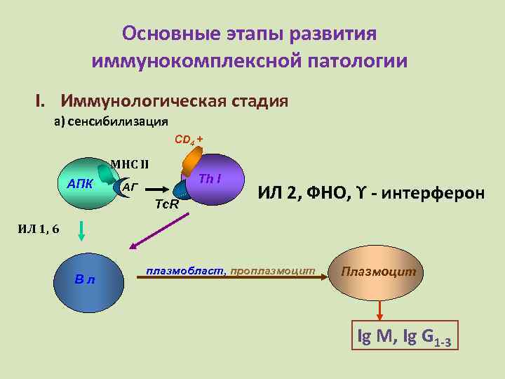 Основные этапы развития иммунокомплексной патологии I. Иммунологическая стадия а) сенсибилизация CD 4 + MHC