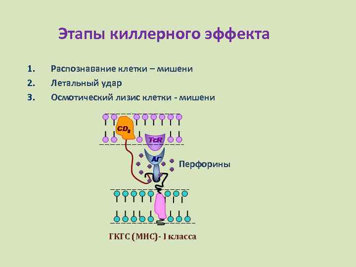 Этапы киллерного эффекта 1. 2. 3. Распознавание клетки – мишени Летальный удар Осмотический лизис