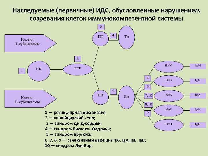 Наследуемые (первичные) ИДС, обусловленные нарушением созревания клеток иммунокомпетентной системы 1 — ретикулярная дисгенезия; 2