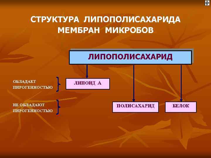 СТРУКТУРА ЛИПОПОЛИСАХАРИДА МЕМБРАН МИКРОБОВ ЛИПОПОЛИСАХАРИД ОБЛАДАЕТ ПИРОГЕННОСТЬЮ НЕ ОБЛАДАЮТ ПИРОГЕННОСТЬЮ ЛИПОИД А ПОЛИСАХАРИД БЕЛОК