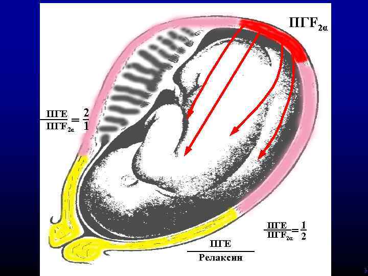 ПГF 2α ПГЕ = ПГF 2α 2 1 ПГЕ Релаксин ПГЕ =1 ПГF 2α