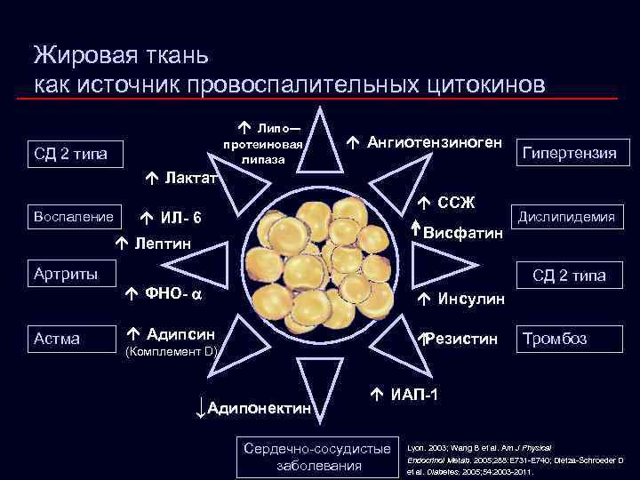 Жировая ткань как источник провоспалительных цитокинов á Липо протеиновая липаза СД 2 типа á