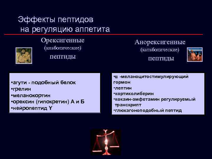 Эффекты пептидов на регуляцию аппетита Орексигенные (анаболические) пептиды • агути - подобный белок •