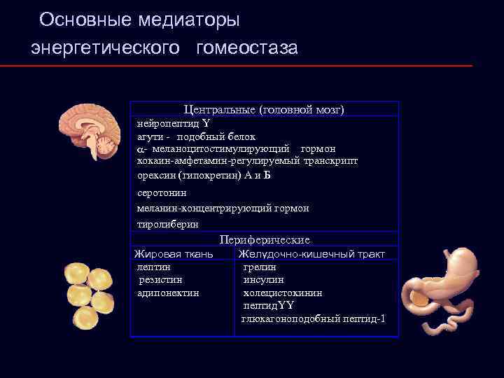 Основные медиаторы энергетического гомеостаза Центральные (головной мозг) нейропептид Y агути - подобный белок a-