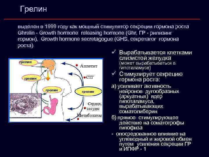 Грелин выделен в 1999 году как мощный стимулятор секреции гормона роста Ghrelin - Growth