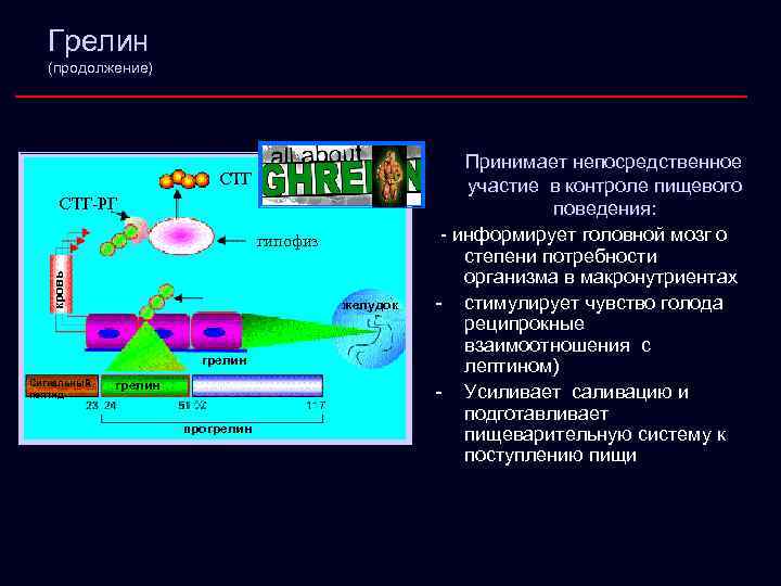 Грелин (продолжение) СТГ-РГ кровь гипофиз желудок грелин Сигнальный пептид грелин прогрелин Принимает непосредственное участие