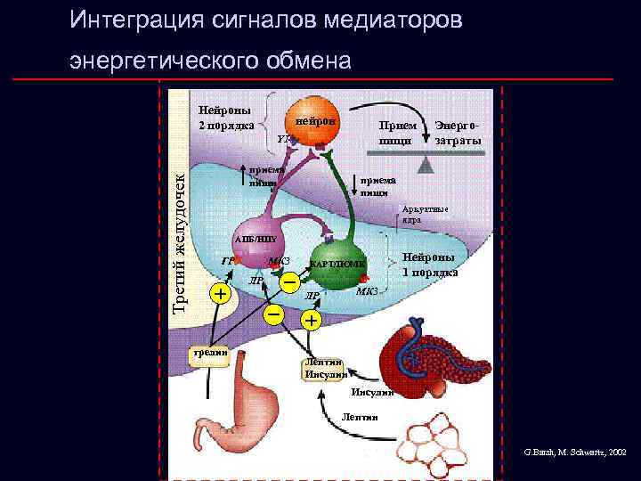 Интеграция сигналов медиаторов энергетического обмена Нейроны 2 порядка нейрон МК 4 Третий желудочек Y