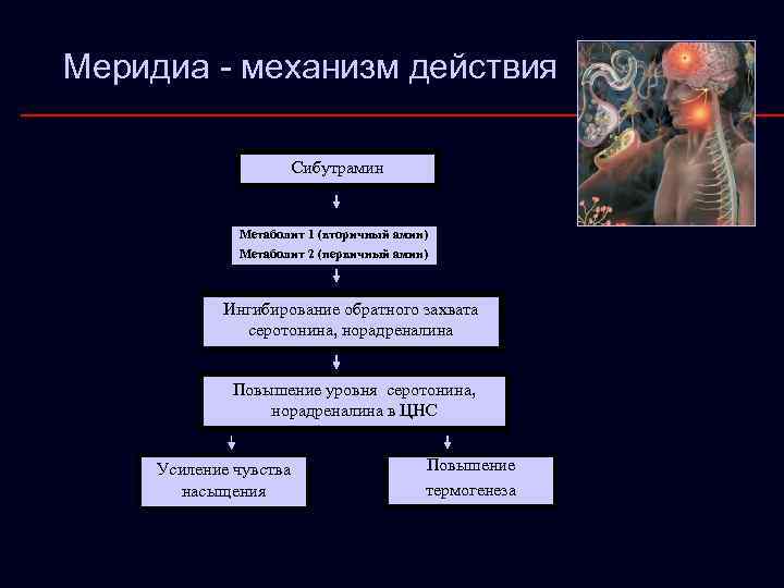 Меридиа - механизм действия Сибутрамин Метаболит 1 (вторичный амин) Метаболит 2 (первичный амин) Ингибирование