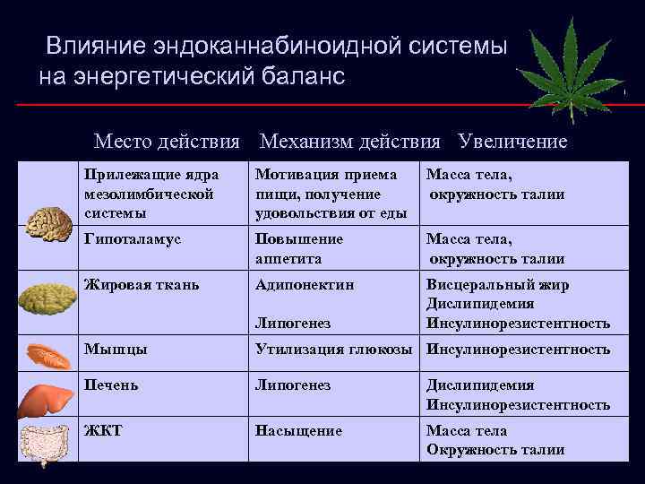 Влияние эндоканнабиноидной системы на энергетический баланс Место действия Механизм действия Увеличение Прилежащие ядра мезолимбической