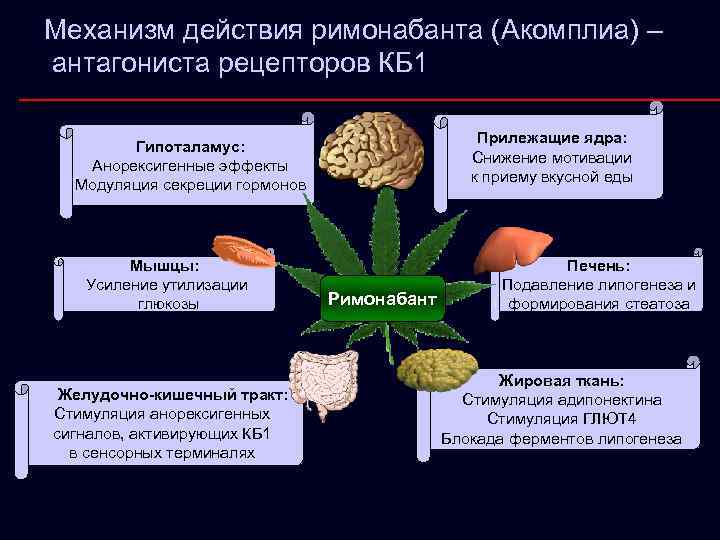 Механизм действия римонабанта (Акомплиа) – антагониста рецепторов КБ 1 Прилежащие ядра: Снижение мотивации к