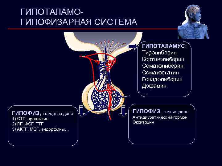 ГИПОТАЛАМОГИПОФИЗАРНАЯ СИСТЕМА ГИПОТАЛАМУС: Тиролиберин Кортиколиберин Соматостатин Гонадолиберин Дофамин … ГИПOФИЗ, передняя доля: 1) СТГ,