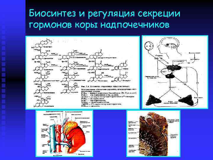 Биосинтез и регуляция секреции гормонов коры надпочечников 