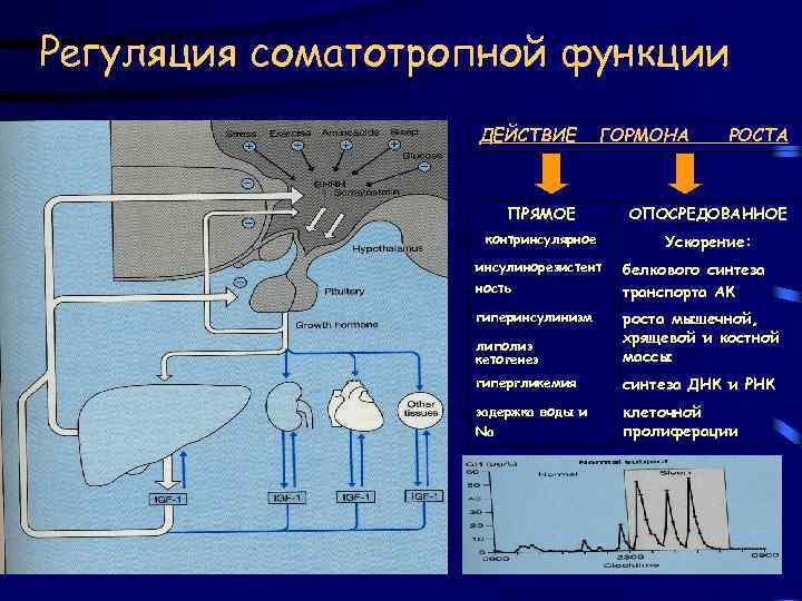 Регуляция соматотропной функции ДЕЙСТВИЕ ГОРМОНА РОСТА ПРЯМОЕ ОПОСРЕДОВАННОЕ контринсулярное Ускорение: инсулинорезистент ность гиперинсулинизм белкового