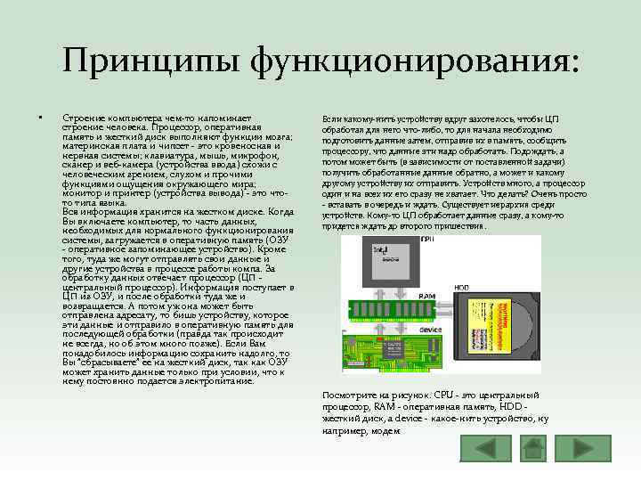 Принципы функционирования: • Строение компьютера чем‐то напоминает строение человека. Процессор, оперативная память и жесткий
