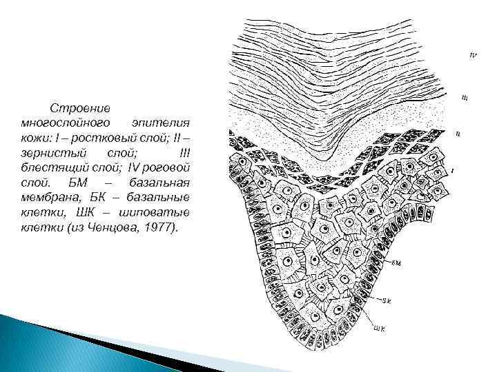 Строение многослойного эпителия кожи: I – ростковый слой; II – зернистый слой; III блестящий