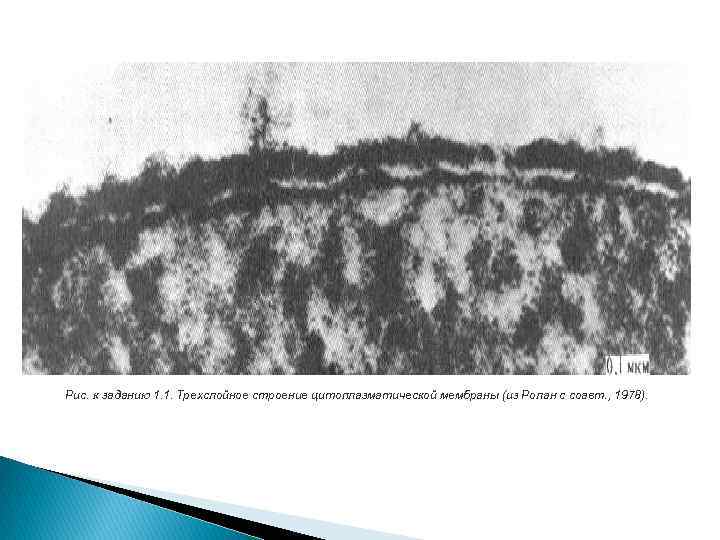 Рис. к заданию 1. 1. Трехслойное строение цитоплазматической мембраны (из Ролан с соавт. ,