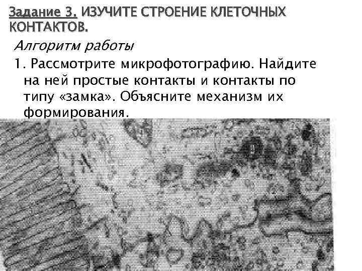 Задание 3. ИЗУЧИТЕ СТРОЕНИЕ КЛЕТОЧНЫХ КОНТАКТОВ. Алгоритм работы 1. Рассмотрите микрофотографию. Найдите на ней