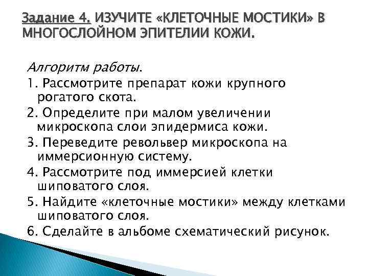 Задание 4. ИЗУЧИТЕ «КЛЕТОЧНЫЕ МОСТИКИ» В МНОГОСЛОЙНОМ ЭПИТЕЛИИ КОЖИ. Алгоритм работы. 1. Рассмотрите препарат