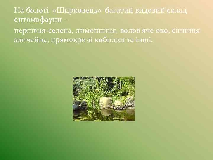 На болоті «Ширковець» багатий видовий склад ентомофауни – перлівця-селена, лимонниця, волов’яче око, сінниця звичайна,