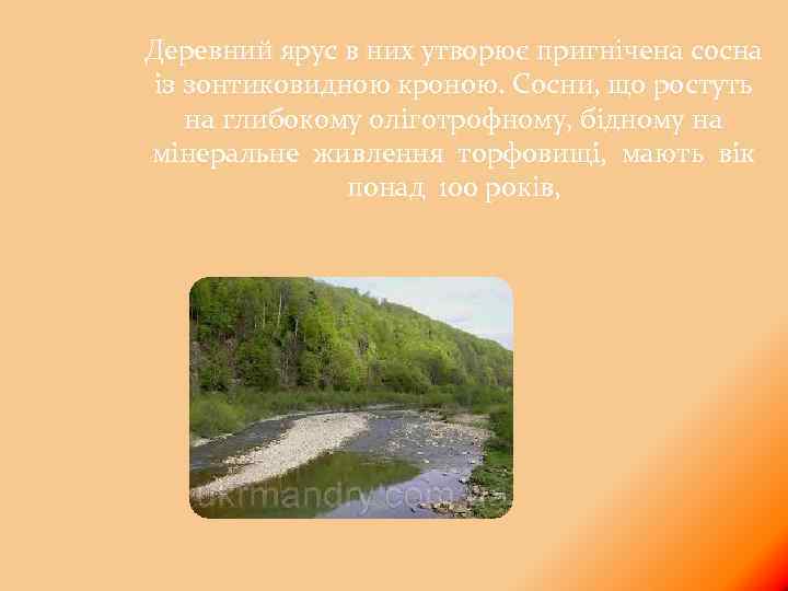 Деревний ярус в них утворює пригнічена сосна із зонтиковидною кроною. Сосни, що ростуть на