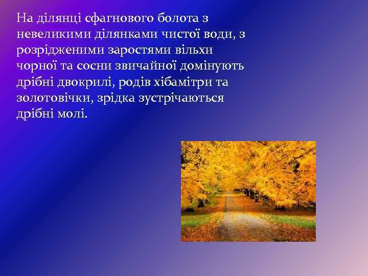 На ділянці сфагнового болота з невеликими ділянками чистої води, з розрідженими заростями вільхи чорної