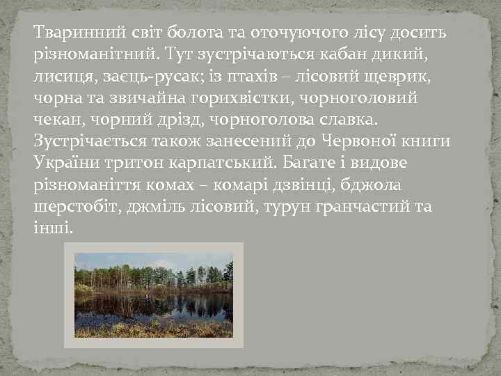 Тваринний світ болота та оточуючого лісу досить різноманітний. Тут зустрічаються кабан дикий, лисиця, заєць-русак;