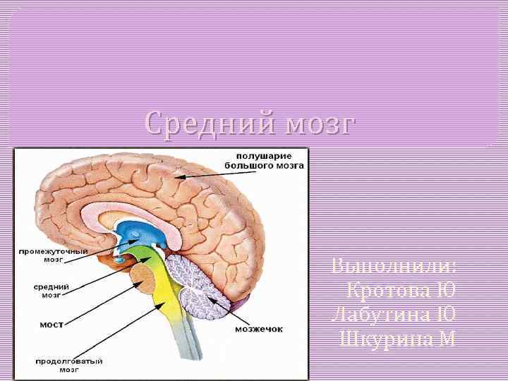 Средний мозг Выполнили: Кротова Ю Лабутина Ю Шкурина М 