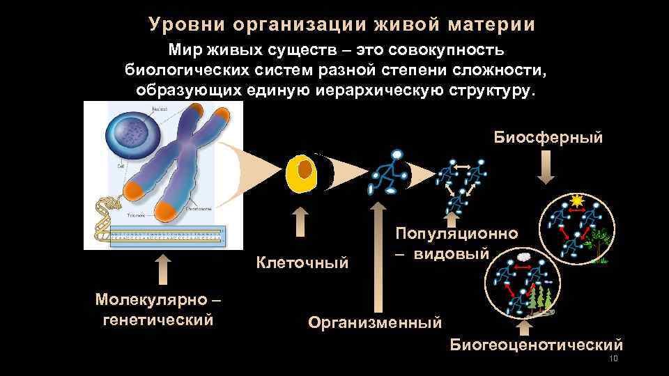 Уровни организации живой материи Мир живых существ – это совокупность биологических систем разной степени