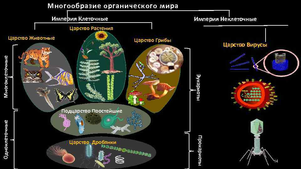 Многообразие органического мира Империя Клеточные Империя Неклеточные Царство Растения Царство Животные Царство Вирусы Эукариоты