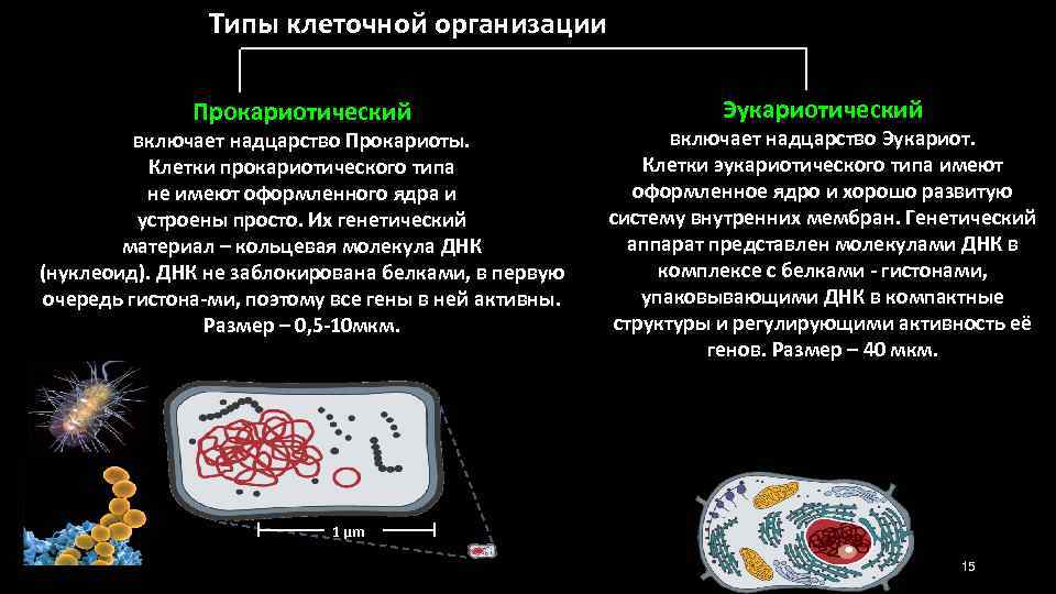 Назовите надцарство организмов к которому относят изображенную на рисунке клетку