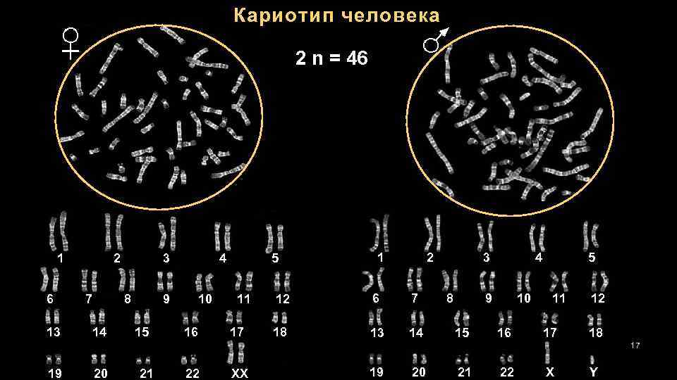 Кариотип человека 2 n = 46 1 6 13 2 7 3 8 14