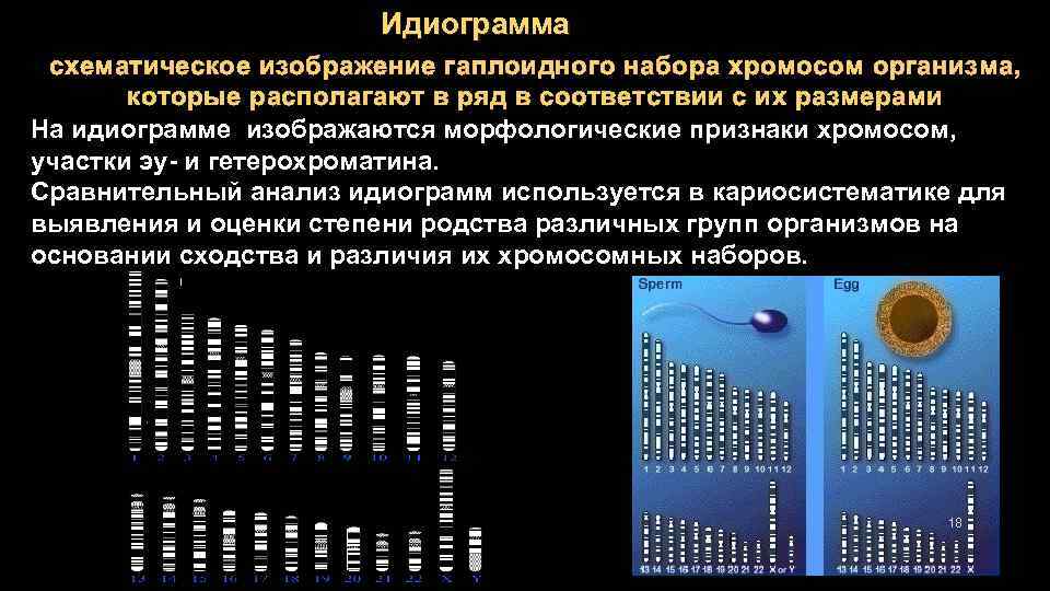 Идиограмма схематическое изображение гаплоидного набора хромосом организма, которые располагают в ряд в соответствии с