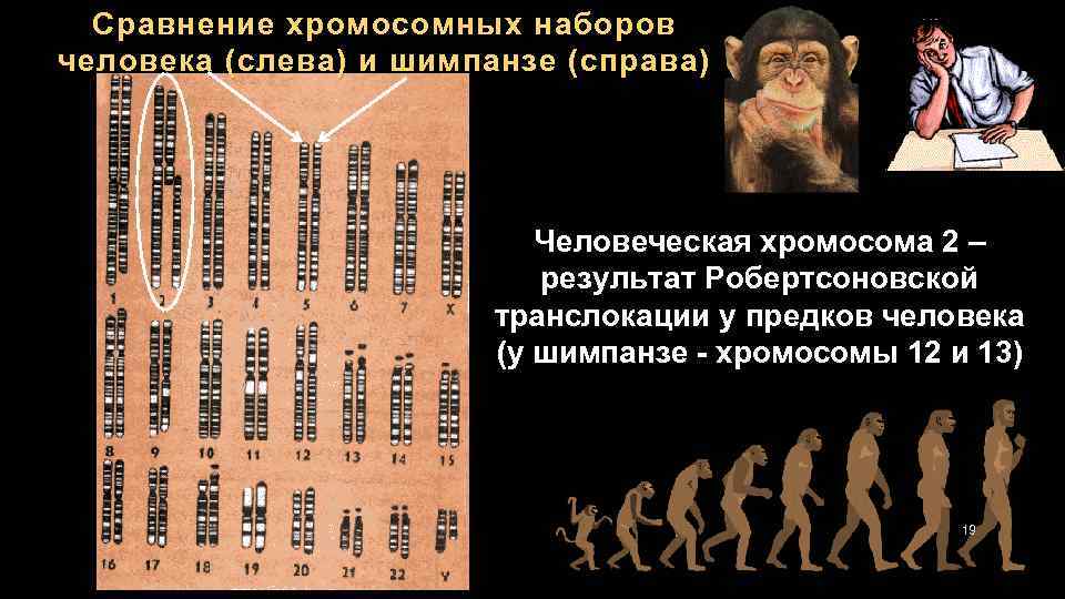 При расшифровке генома мартышки 40. Хромосомы человека и шимпанзе. Хромосомные наборы человека и шимпанзе. Геном человека и шимпанзе. Сходство ДНК человека и шимпанзе.