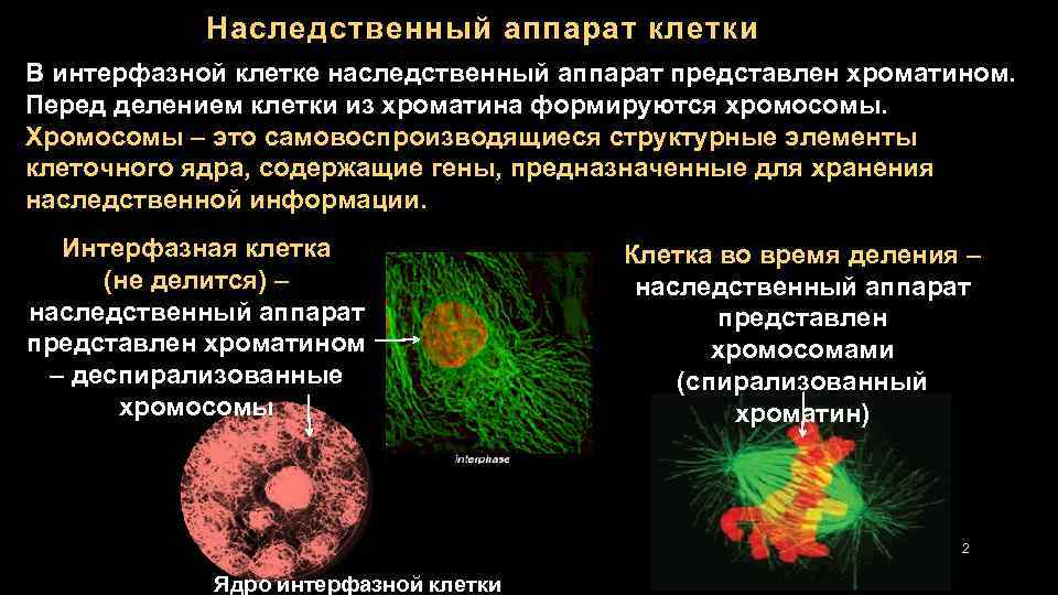 Наследственный аппарат клетки В интерфазной клетке наследственный аппарат представлен хроматином. Перед делением клетки из