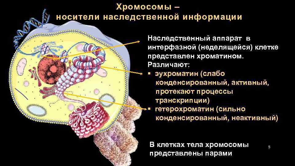 Хромосомы – носители наследственной информации Наследственный аппарат в интерфазной (неделящейся) клетке представлен хроматином. Различают: