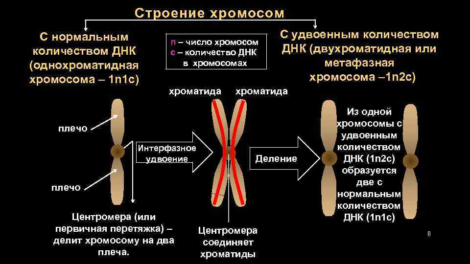 Строение хромосом С нормальным количеством ДНК (однохроматидная хромосома – 1 n 1 c) n