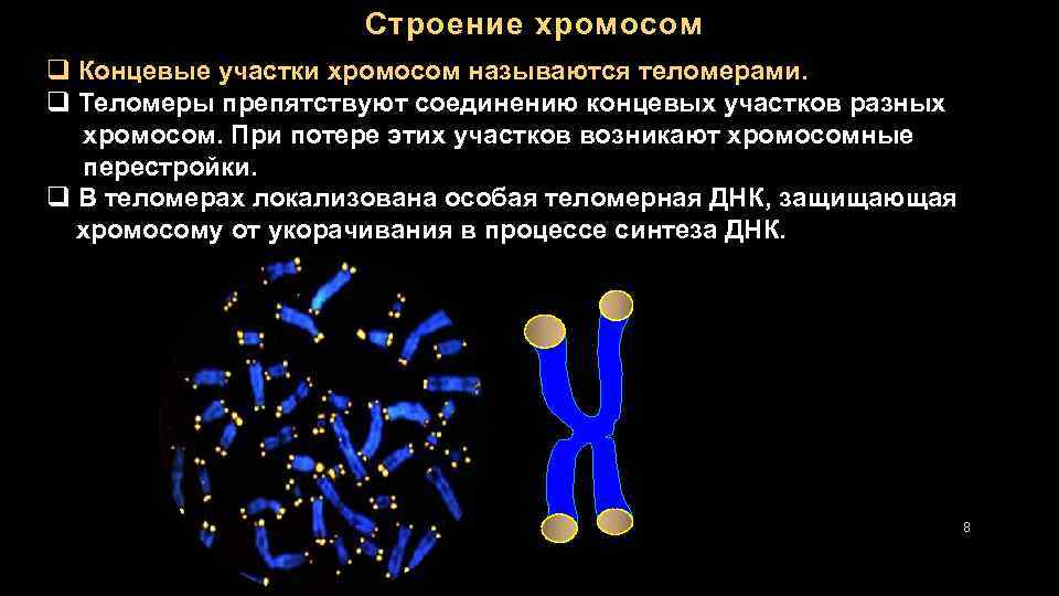 Отсутствует хромосома. Строение хромосомы теломареа. Концевые участки хромосом называются. Концевые участки хромосом называются теломеры. Строение хромосомы теломеры.