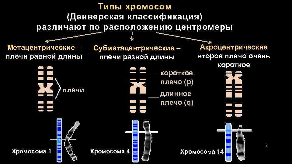 Типы хромосом ( Денверская классификация) различают по расположению центромеры Метацентрические – плечи равной длины