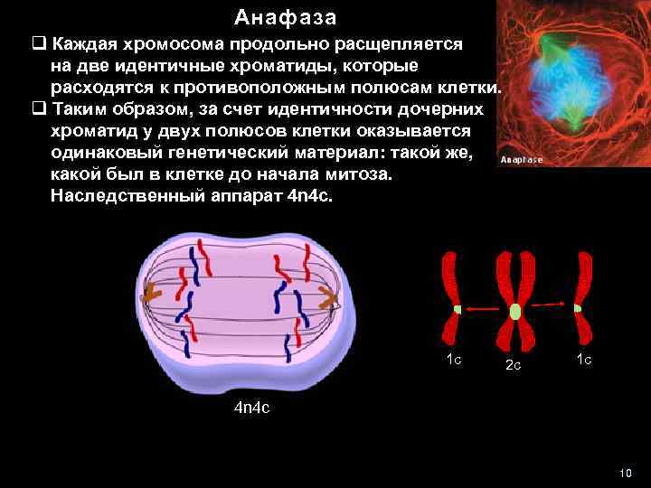 Спирализация двухроматидных хромосом. Анафаза каждая хромосома продольно. Наследственный аппарат клетки хромосомы. Xromatidi rasxodyatsya k polyusam kletki. Расхождение хроматид к полюсам клетки.
