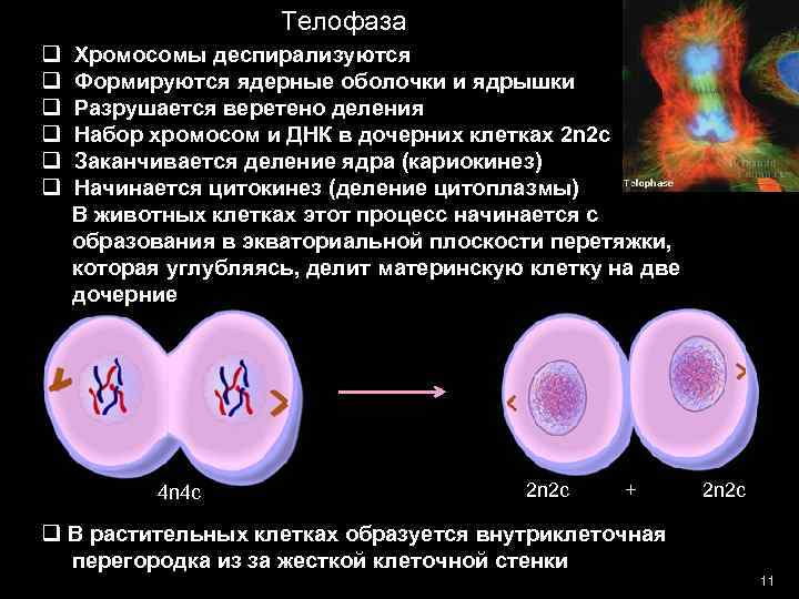 Хромосомные наборы телофазы