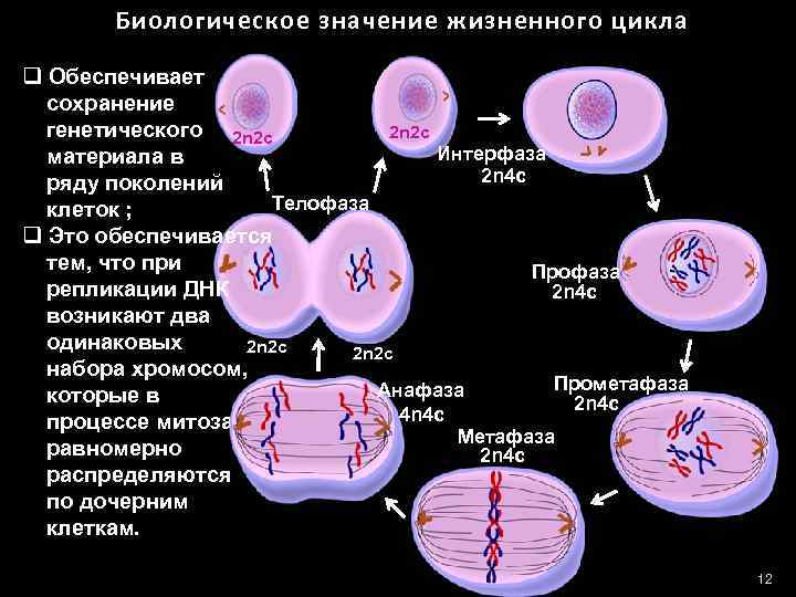 Биологическое значение жизненного цикла q Обеспечивает сохранение генетического 2 n 2 c Интерфаза материала
