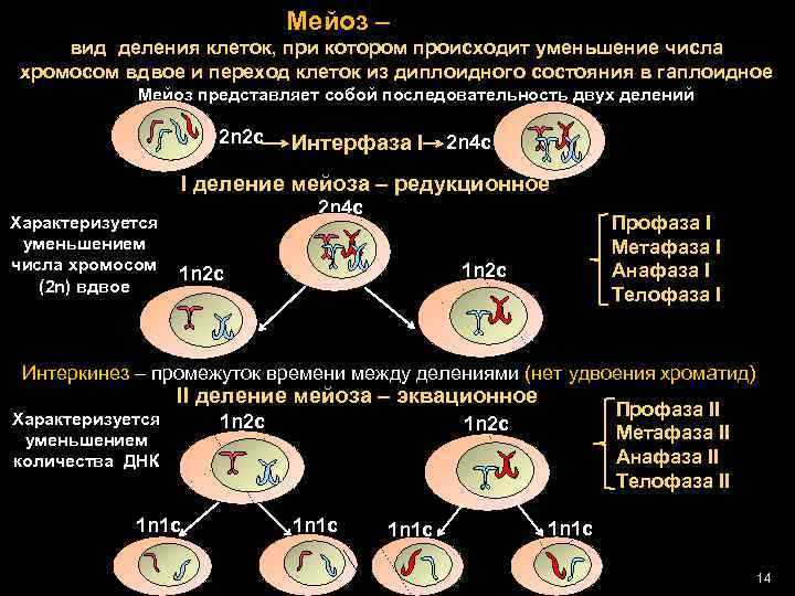 Схема трехкратного деления клеток