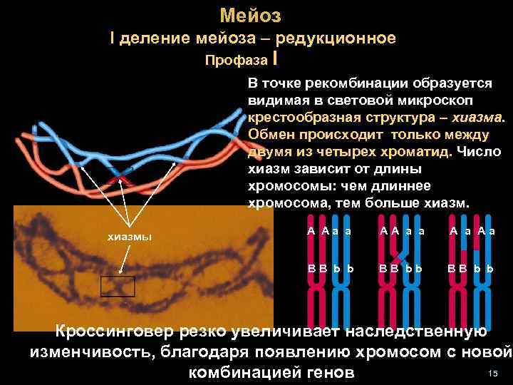 Мейоз I деление мейоза – редукционное Профаза I В точке рекомбинации образуется видимая в