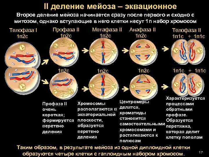 II деление мейоза – эквационное Второе деление мейоза начинается сразу после первого и сходно