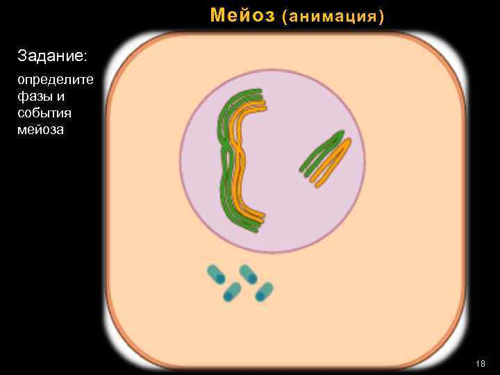Мейоз (анимация) Задание: определите фазы и события мейоза 18 